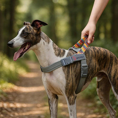 Hundegeschirr Einfach Anziehbar | Verstellbar & Atmungsaktiv