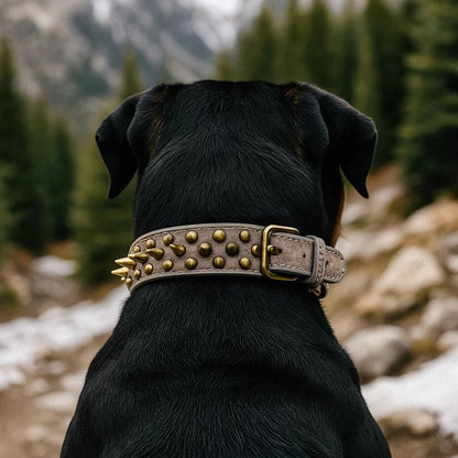 Leder Hundehalsband mit Nieten & Stacheln | stilvoll & robust