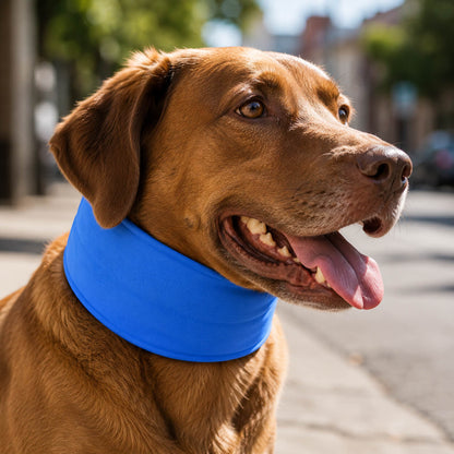 Hund_K_hlhalsband Hauptbild