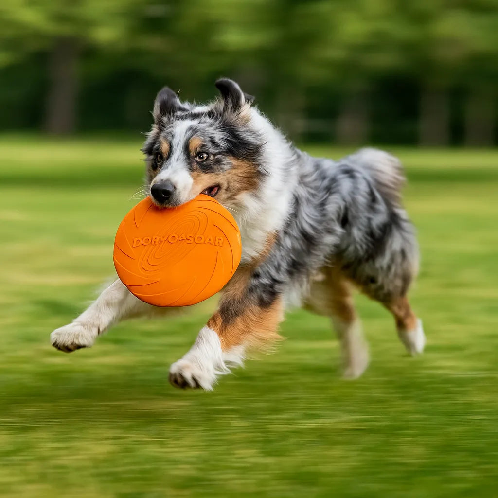 Hundefrisbee Außenbereich 