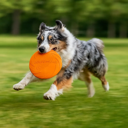 Hundefrisbee Außenbereich 