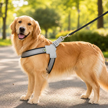 Hundegeschirr Hauptbild