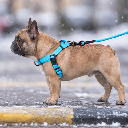 Hundegeschirr