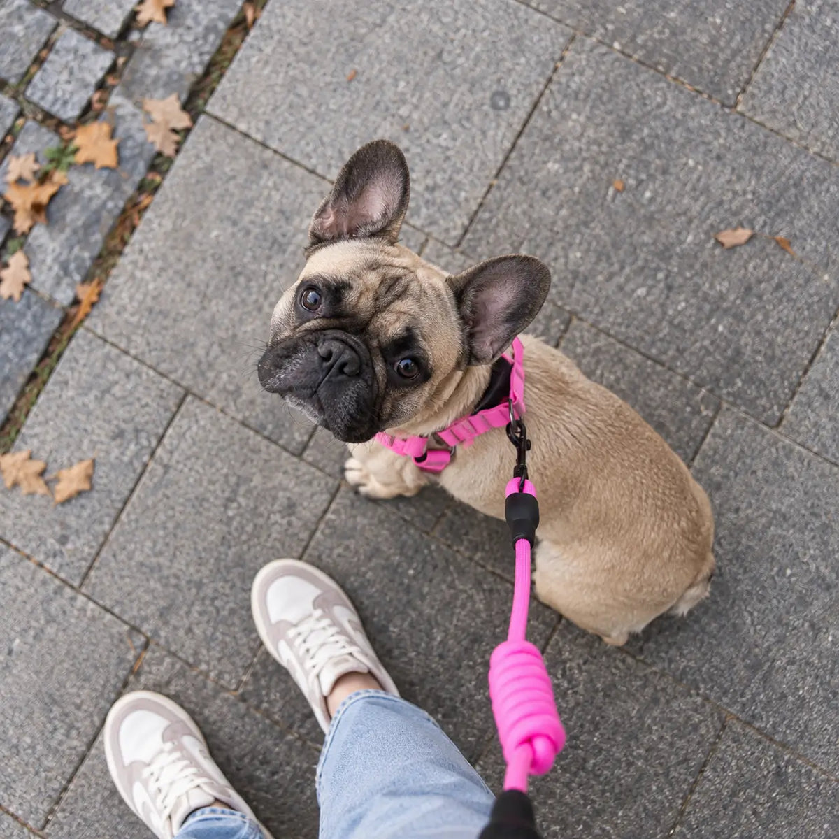 Hundegeschirr