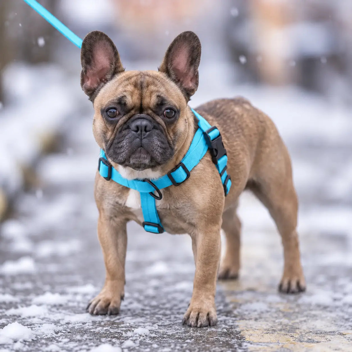 Hundegeschirr