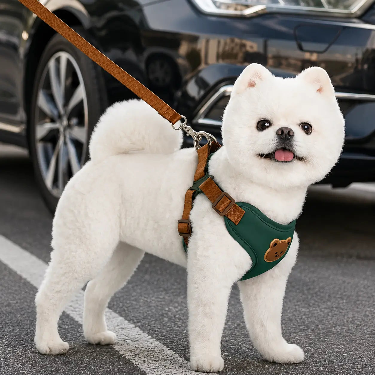 Hundegeschirr_mit Variantenbild Grün