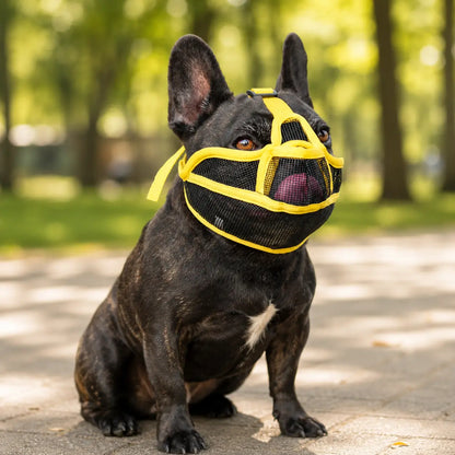 Hundemaulkorb Lifestyle-Bild