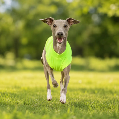 Hundeshirt_ Läuft 