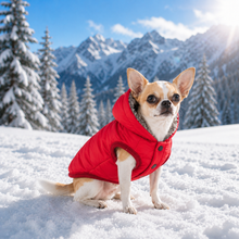 Hundewinterjacke Hauptbild