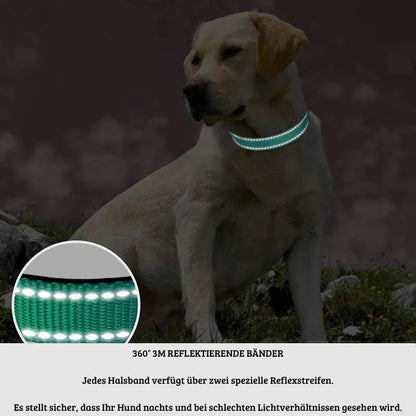SicherLeucht – Reflektierendes, Hundehalsband aus Nylon für Spaziergänge bei Tag & Nacht