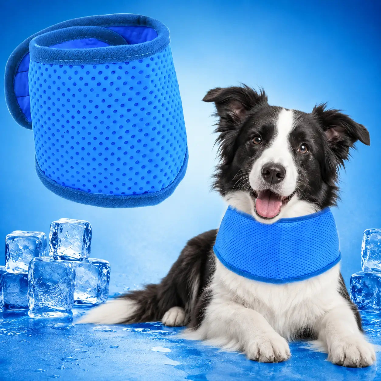 Hundehalsband Hauptbild 