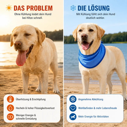 Hundehalsband Problem & Lösung