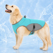Hund mit Kühlweste für Hunde