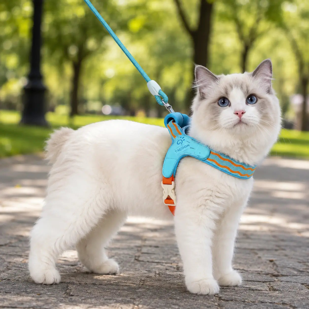 Katzengeschirr 