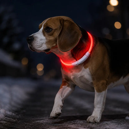 LED Hundehalsband Lifestyle-Bild