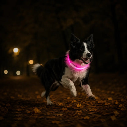 LED Hundehalsband Lifestyle-Bild