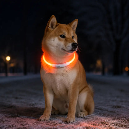 LED Hundehalsband Lifestyle-Bild