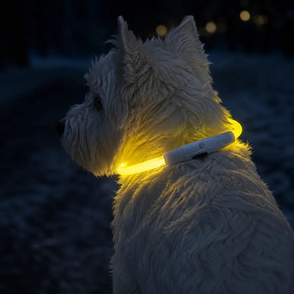 LED Hundehalsband Lifestyle-Bild