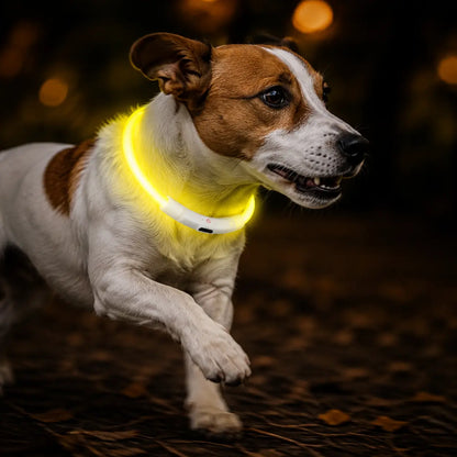 LED Hundehalsband Lifestyle-Bild