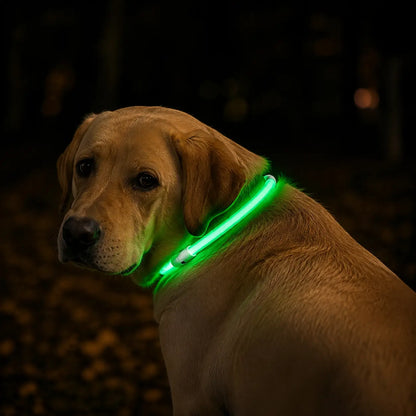 LED Hundehalsband Lifestyle-Bild