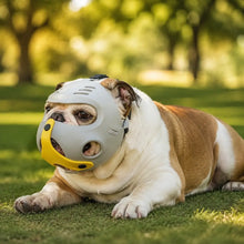 Maulkorb für Französische Bulldogge Lifestyle-Bild
