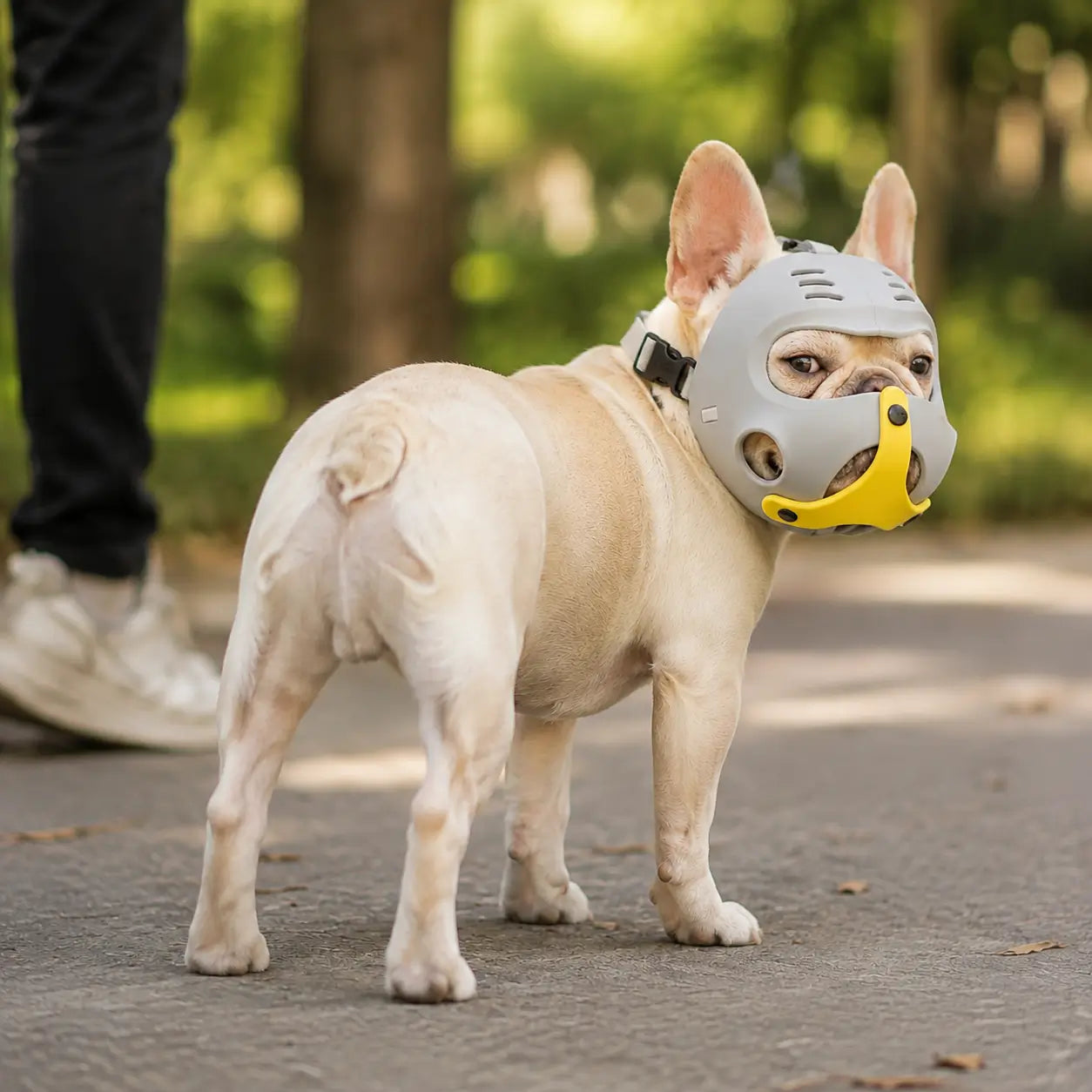 Maulkorb für Französische Bulldogge Lifestyle-Bild