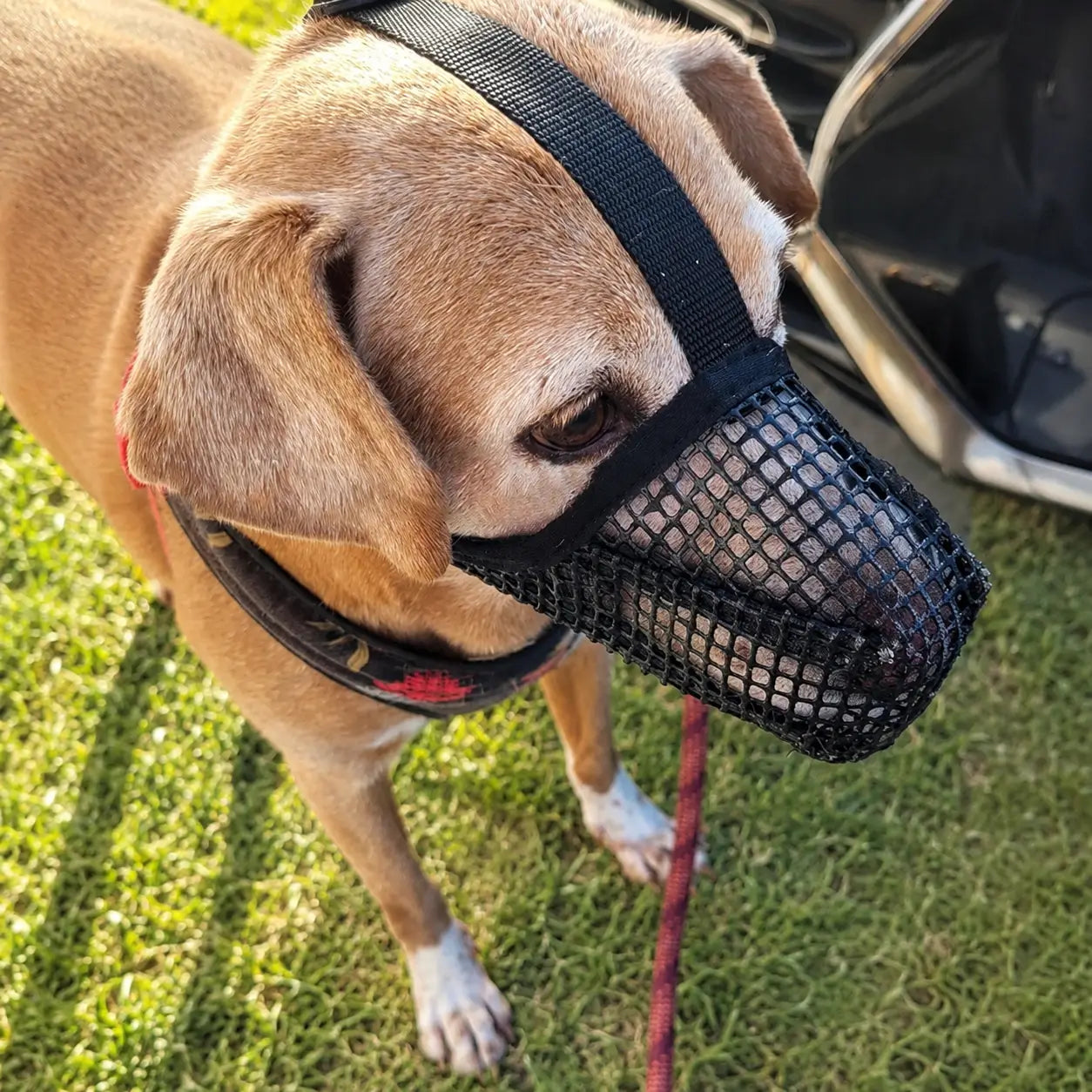 Hundemaulkorb