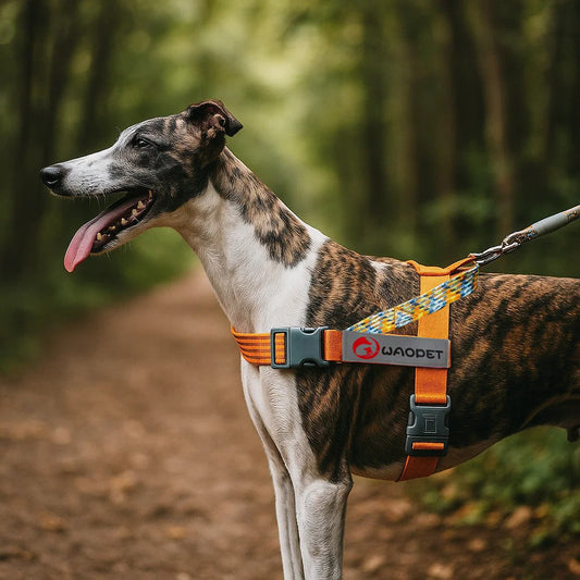 Hundegeschirr Einfach Anziehbar | Verstellbar & Atmungsaktiv