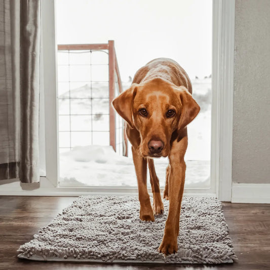 HomePaws – Sauberkeit für dein Zuhause mit jeder Pfote