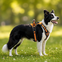 Hundegeschirr Hauptbild 