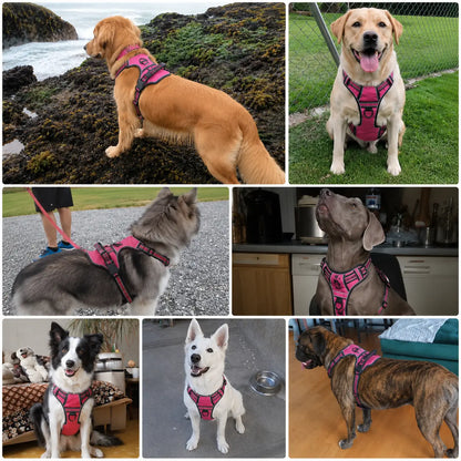 Hundegeschirr Anwendungsszenarien 