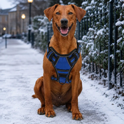 Hundegeschirr Hunde