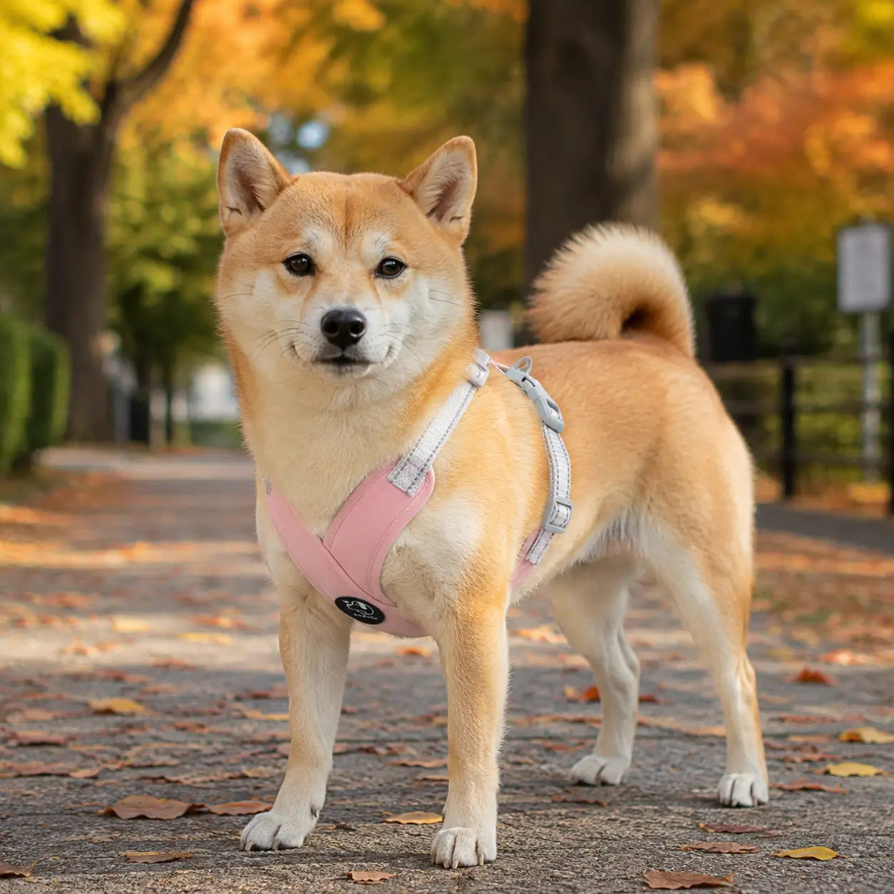 Reflektierendes Hundegeschirr mit Leine Hauptbild 