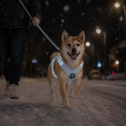 Reflektierendes Hundegeschirr mit Leine Lifestyle-Bild