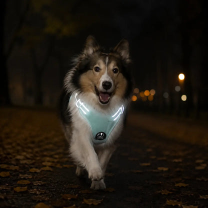 Reflektierendes Hundegeschirr mit Leine Lifestyle-Bild