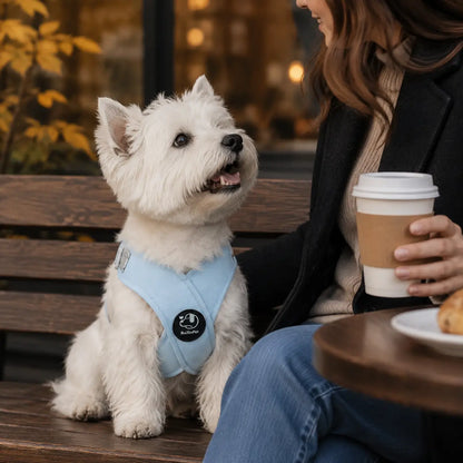 Reflektierendes Hundegeschirr mit Leine Lifestyle-Bild