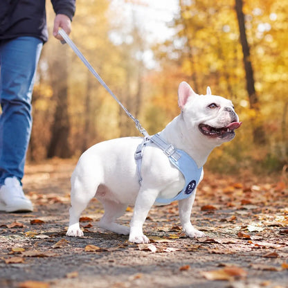 Reflektierendes Hundegeschirr mit Leine Lifestyle-Bild