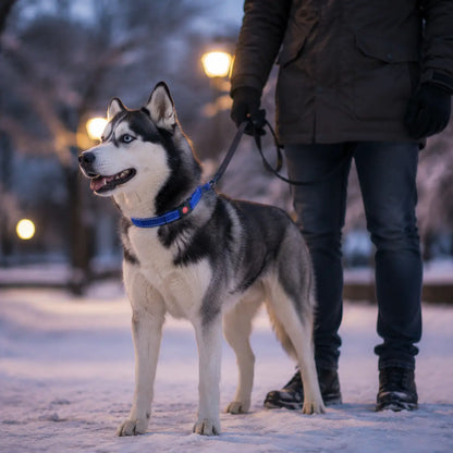 Reflektierendes Hundehalsband Lifestyle-Bild