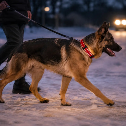 Reflektierendes Hundehalsband Lifestyle-Bild