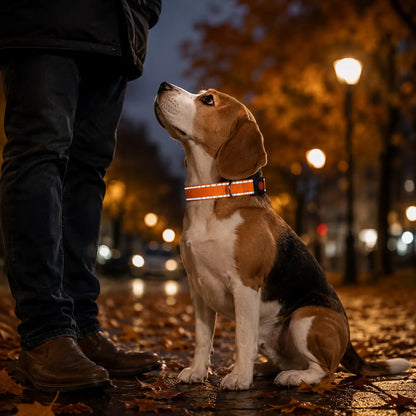 Reflektierendes Hundehalsband Lifestyle-Bild