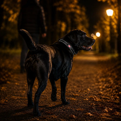 Reflektierendes Hundehalsband Lifestyle-Bild