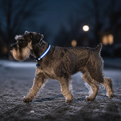 Reflektierendes Hundehalsband mit Glöckchen Lifestyle-Bild
