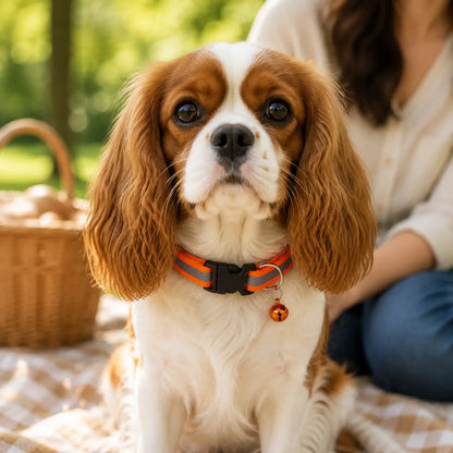 Reflektierendes Hundehalsband mit Glöckchen Lifestyle-Bild
