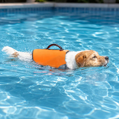 Schwimmweste_Hund Lifestyle-Bild