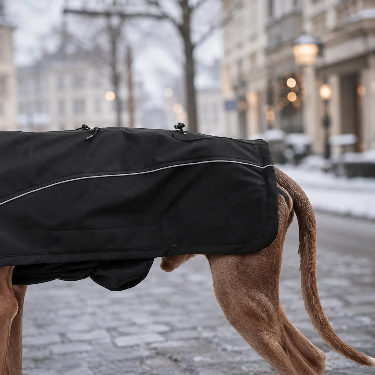 Hundemantel