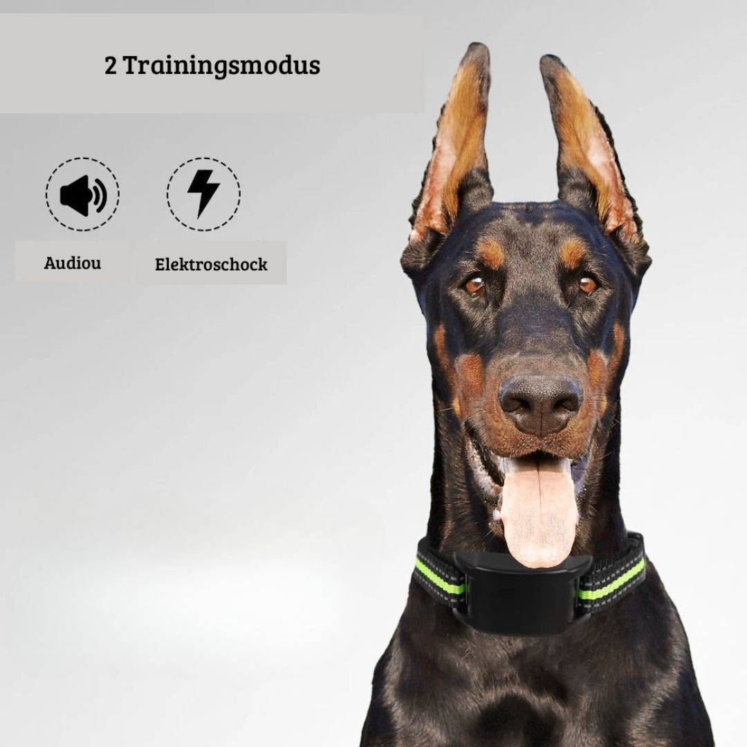 CalmBark – Das sanfte Anti-Bell-Trainingshalsband für Hunde