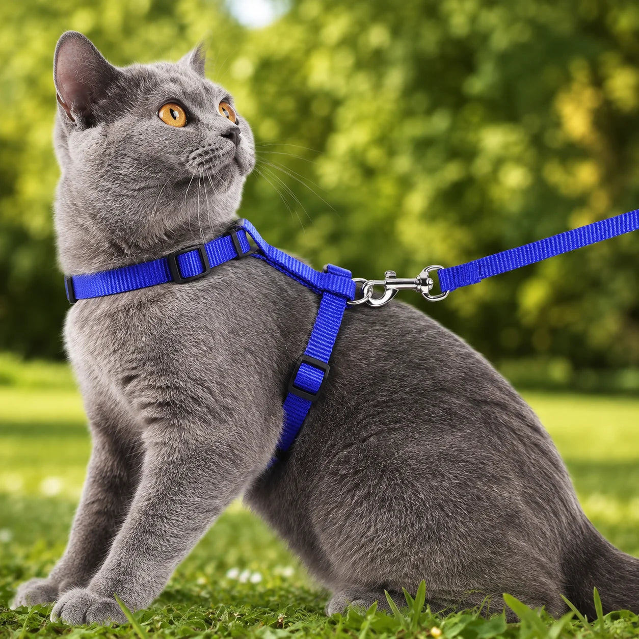 Verstellbares_Katzengeschirr Hauptbild 