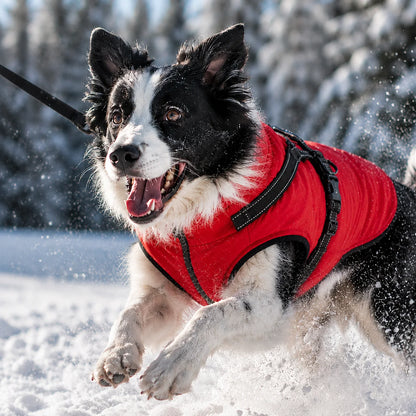 Wasserdichter_Winter_Hundemantel Anwendungsszenarien 