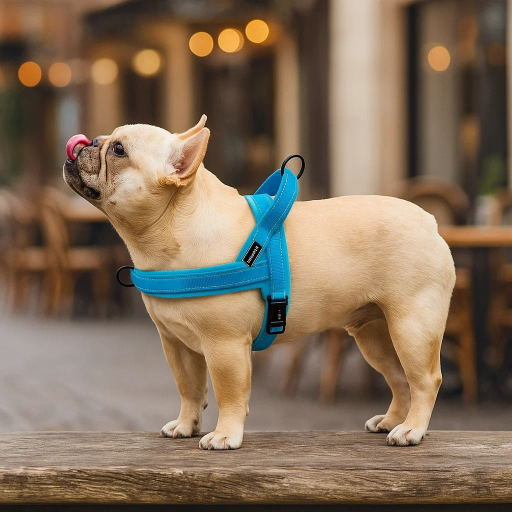 Reflektierendes Hundegeschirr | gepolstert & verstellbar, Anti-Zug