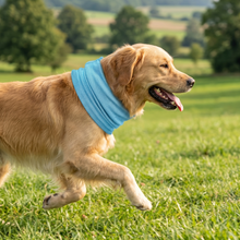 Cooling Collar for Dogs | Breathable & Instant Cooling Summer